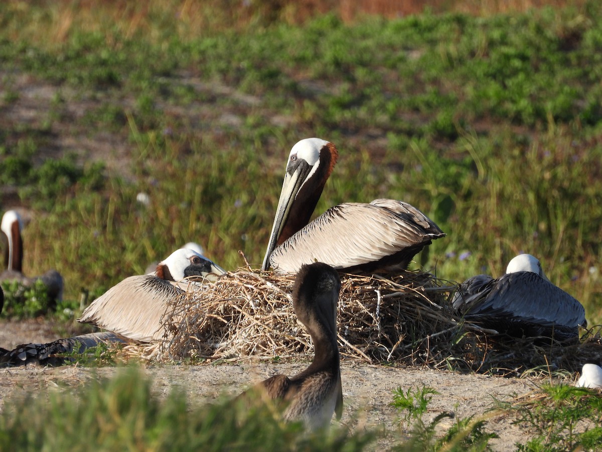 Brown Pelican - Eric Haskell