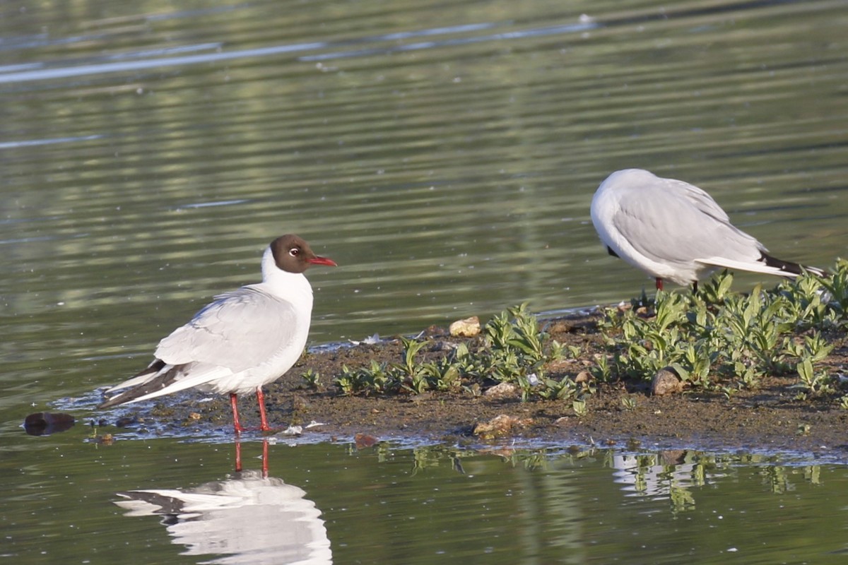 Black-headed Gull - Kit Britten