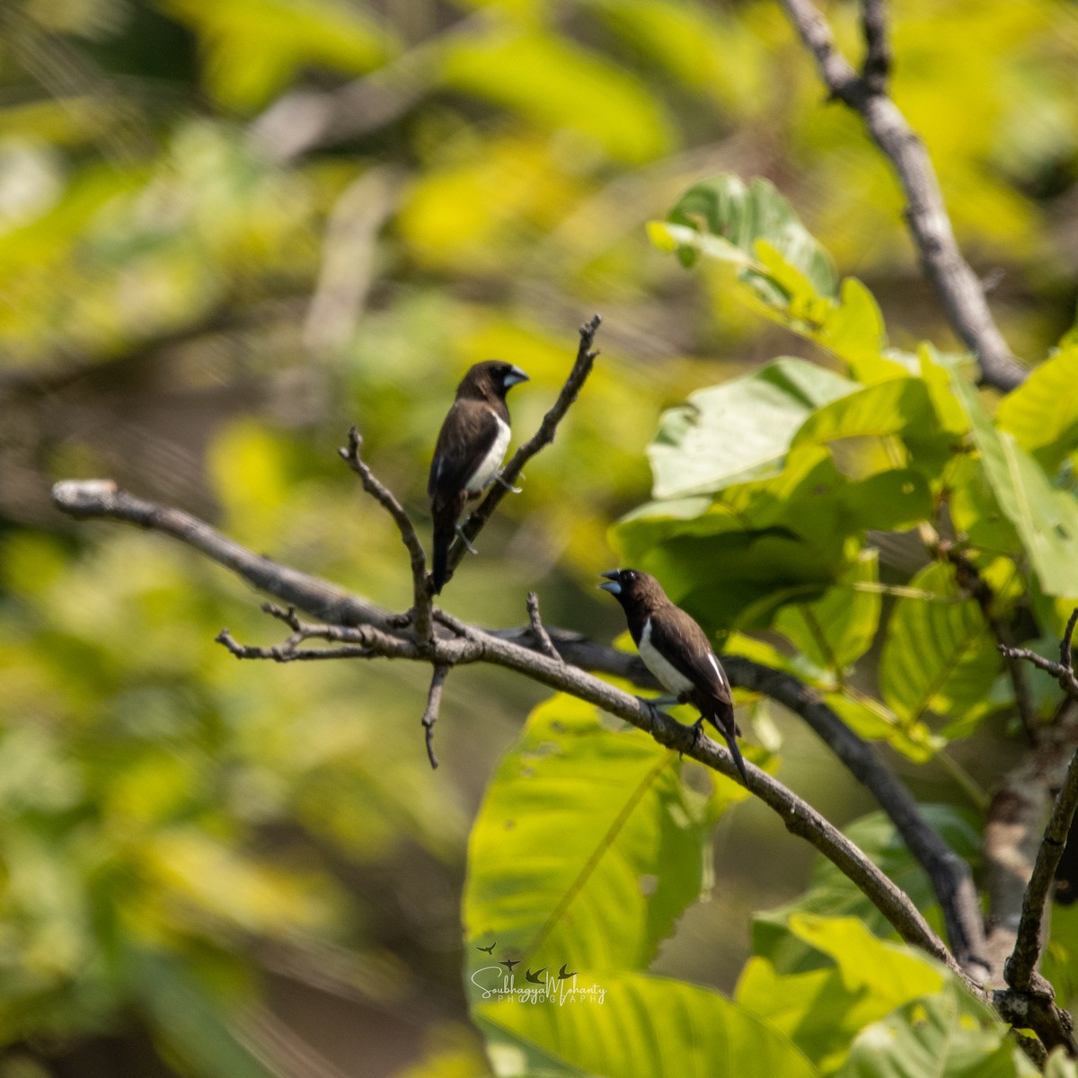 White-rumped Munia - Soubhagya Mohanty