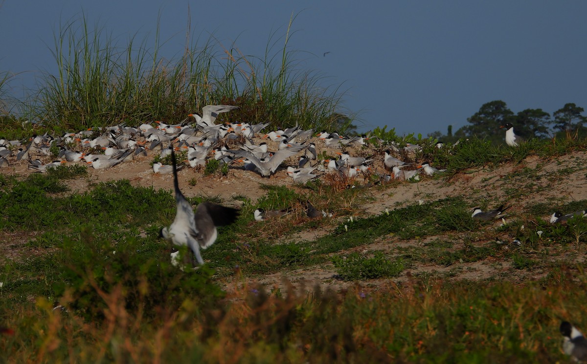 Royal Tern - Eric Haskell