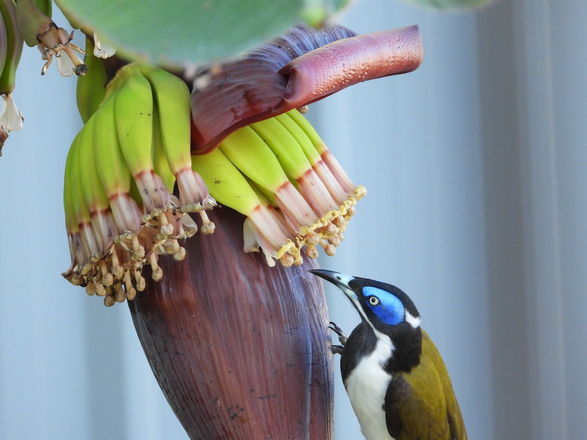 Blue-faced Honeyeater - Cherri and Peter Gordon