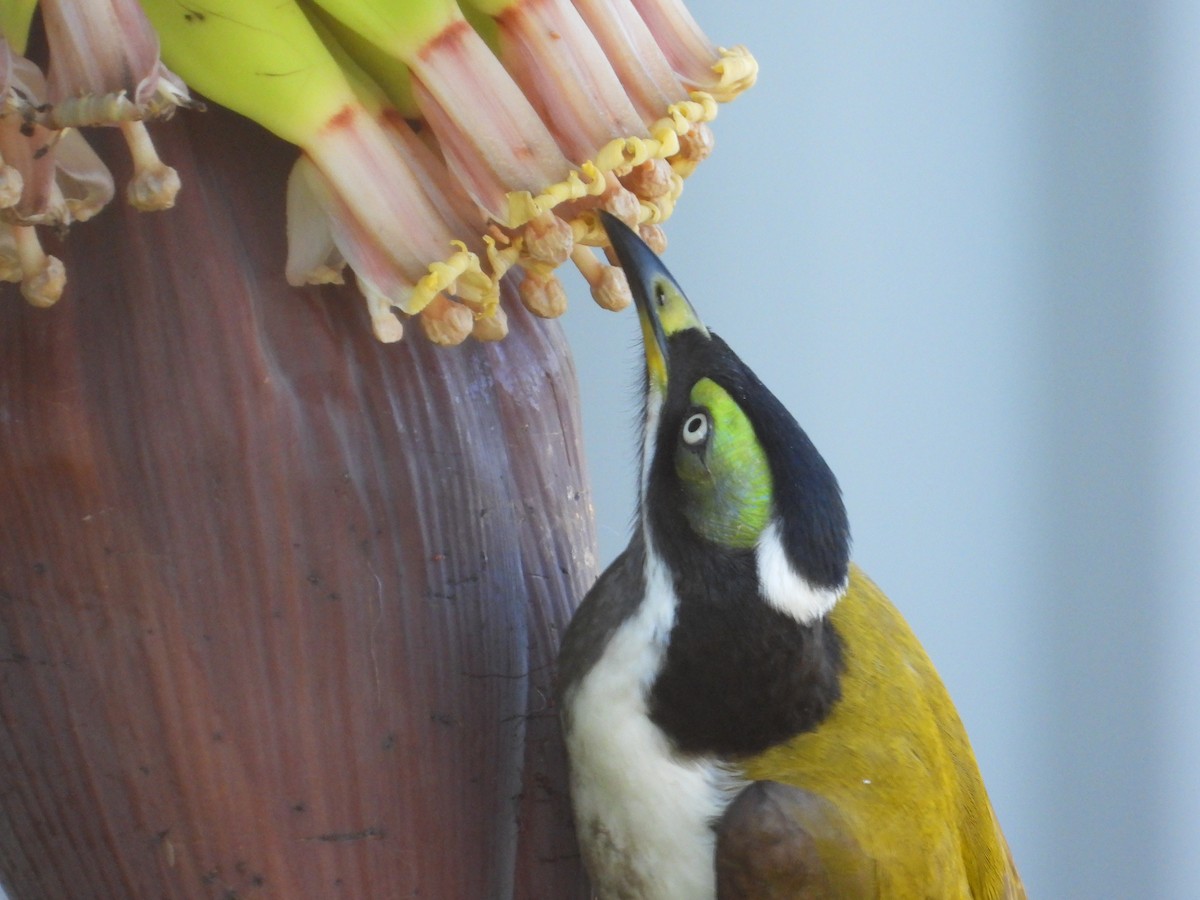 Blue-faced Honeyeater - Cherri and Peter Gordon