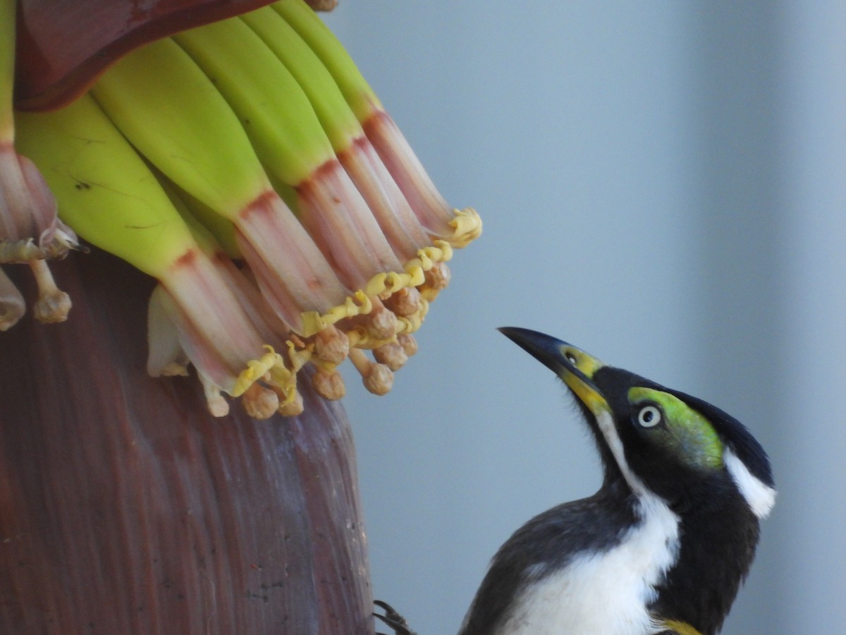 Blue-faced Honeyeater - Cherri and Peter Gordon