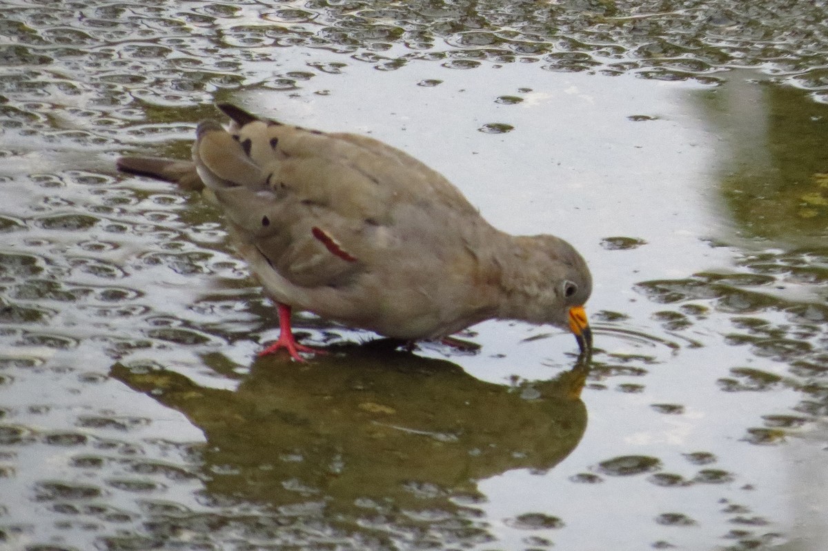 Croaking Ground Dove - Gary Prescott