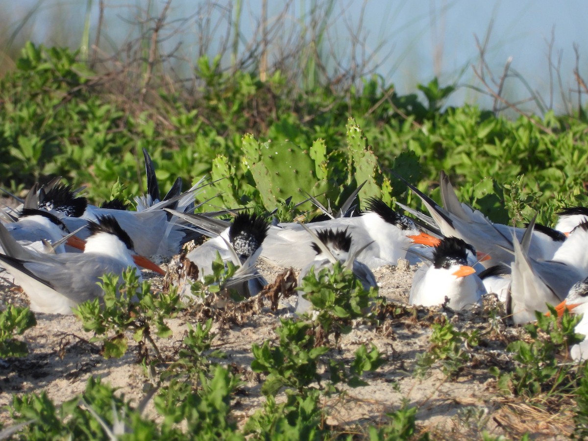 Royal Tern - Eric Haskell