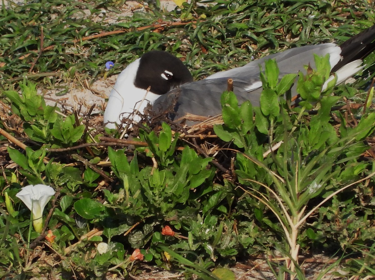 Laughing Gull - Eric Haskell