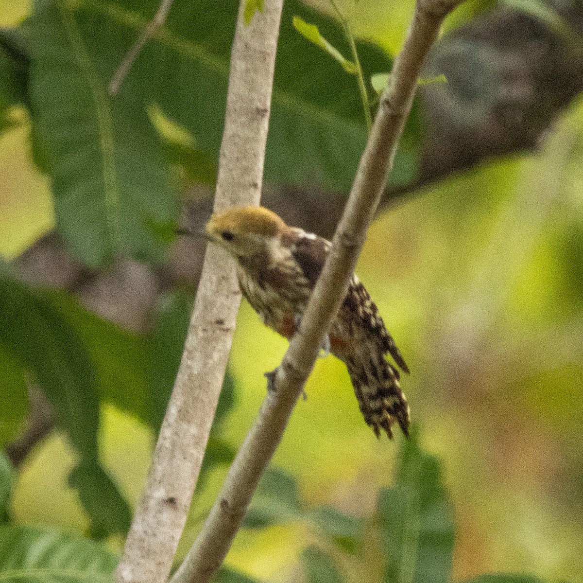 Yellow-crowned Woodpecker - Soubhagya Mohanty