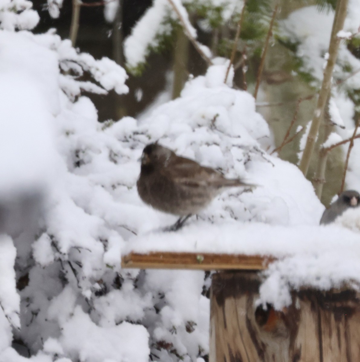 Black Rosy-Finch - Cheryl Rosenfeld