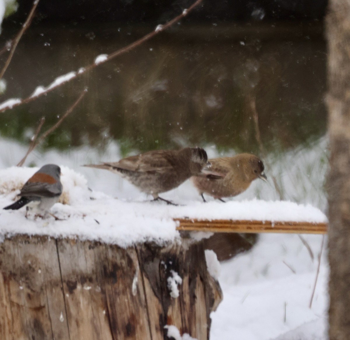 Black Rosy-Finch - Cheryl Rosenfeld