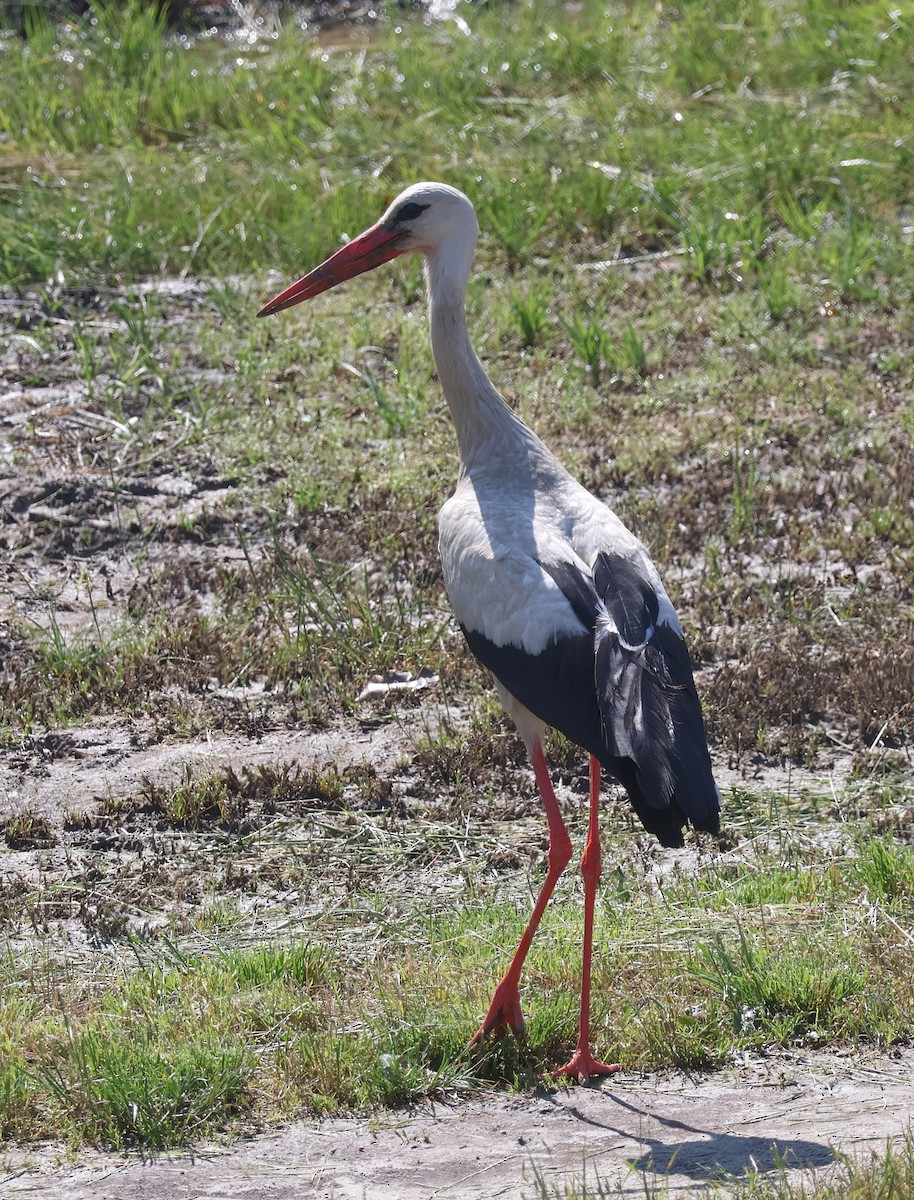 White Stork - Mileta Čeković