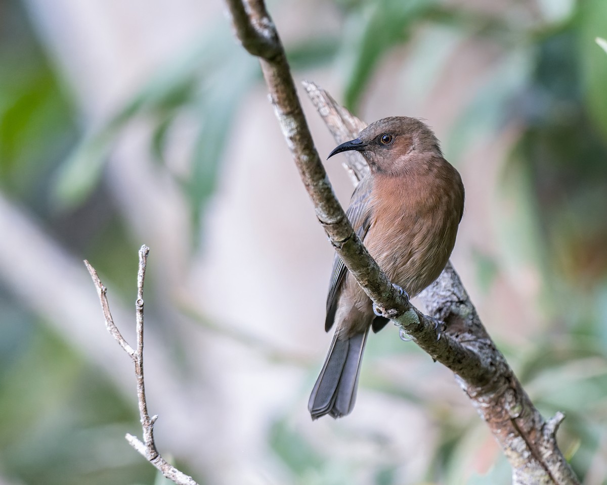 Dusky Myzomela - Ricky Goodyear