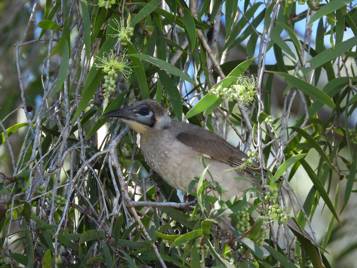 Little Friarbird - Cherri and Peter Gordon