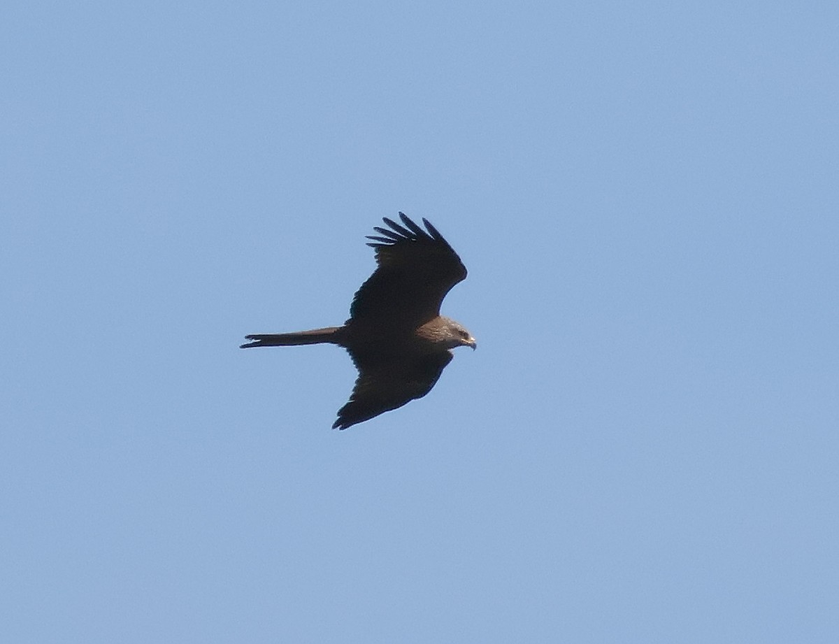 Black Kite - ML619561701