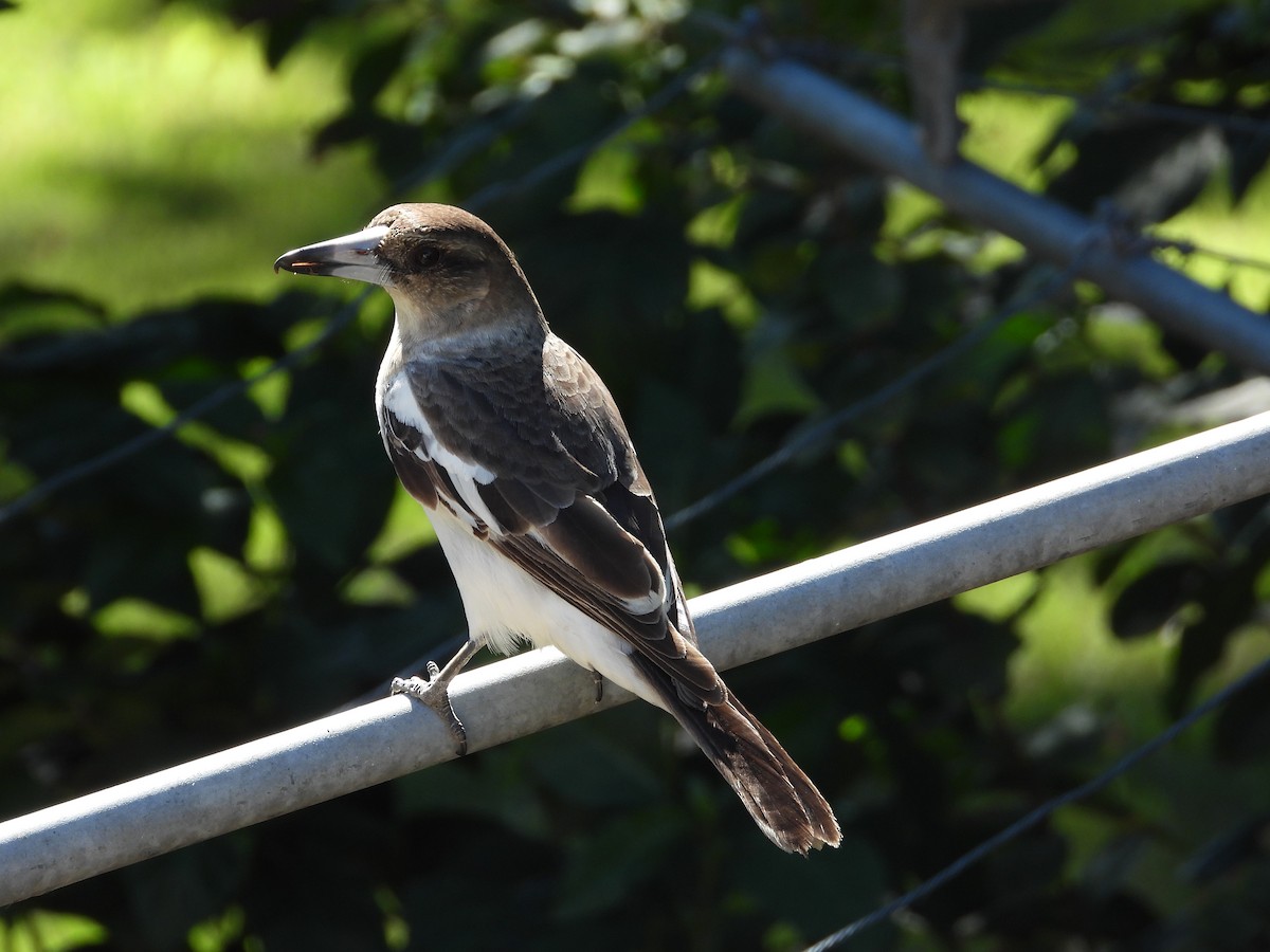 Pied Butcherbird - Cherri and Peter Gordon