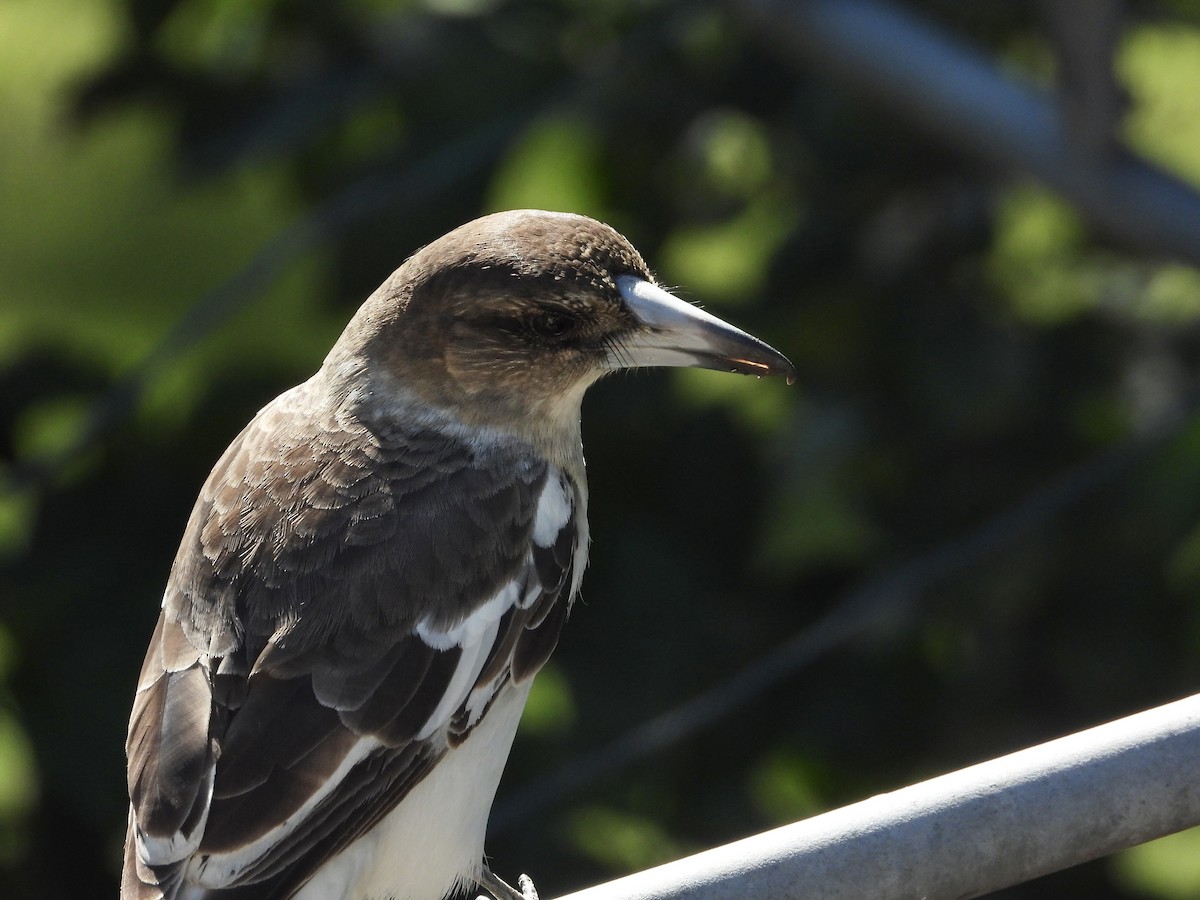 Pied Butcherbird - Cherri and Peter Gordon