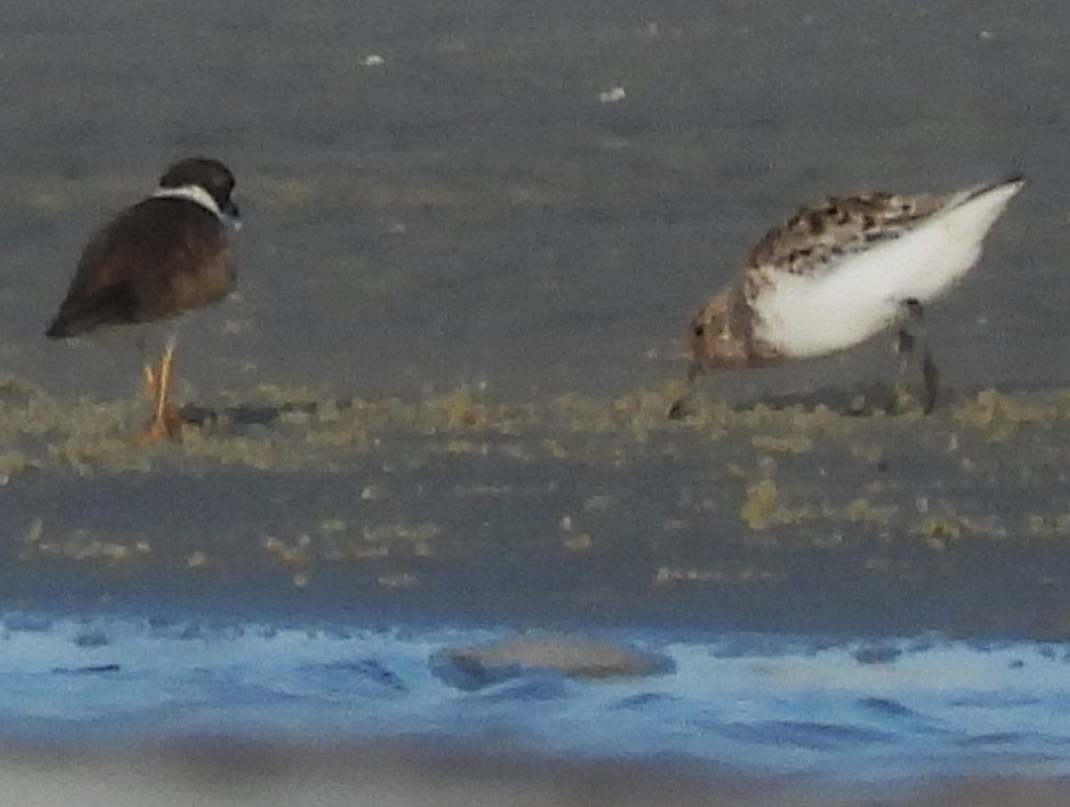 Semipalmated Plover - Eric Haskell