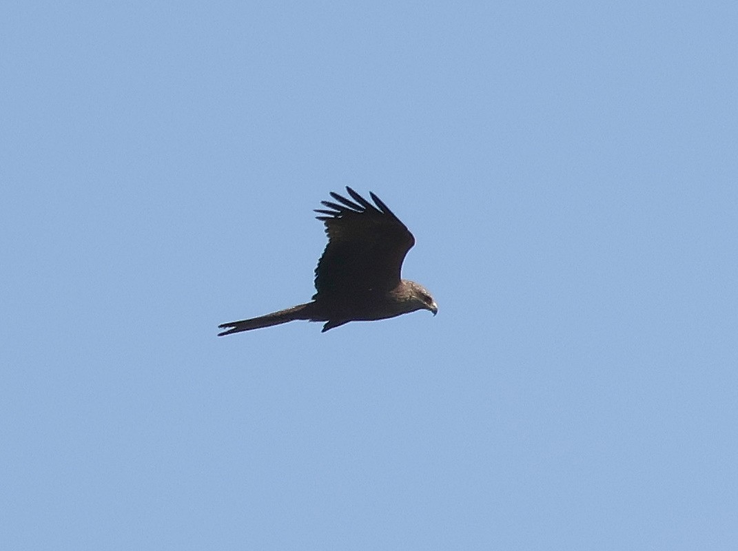 Black Kite - ML619561708