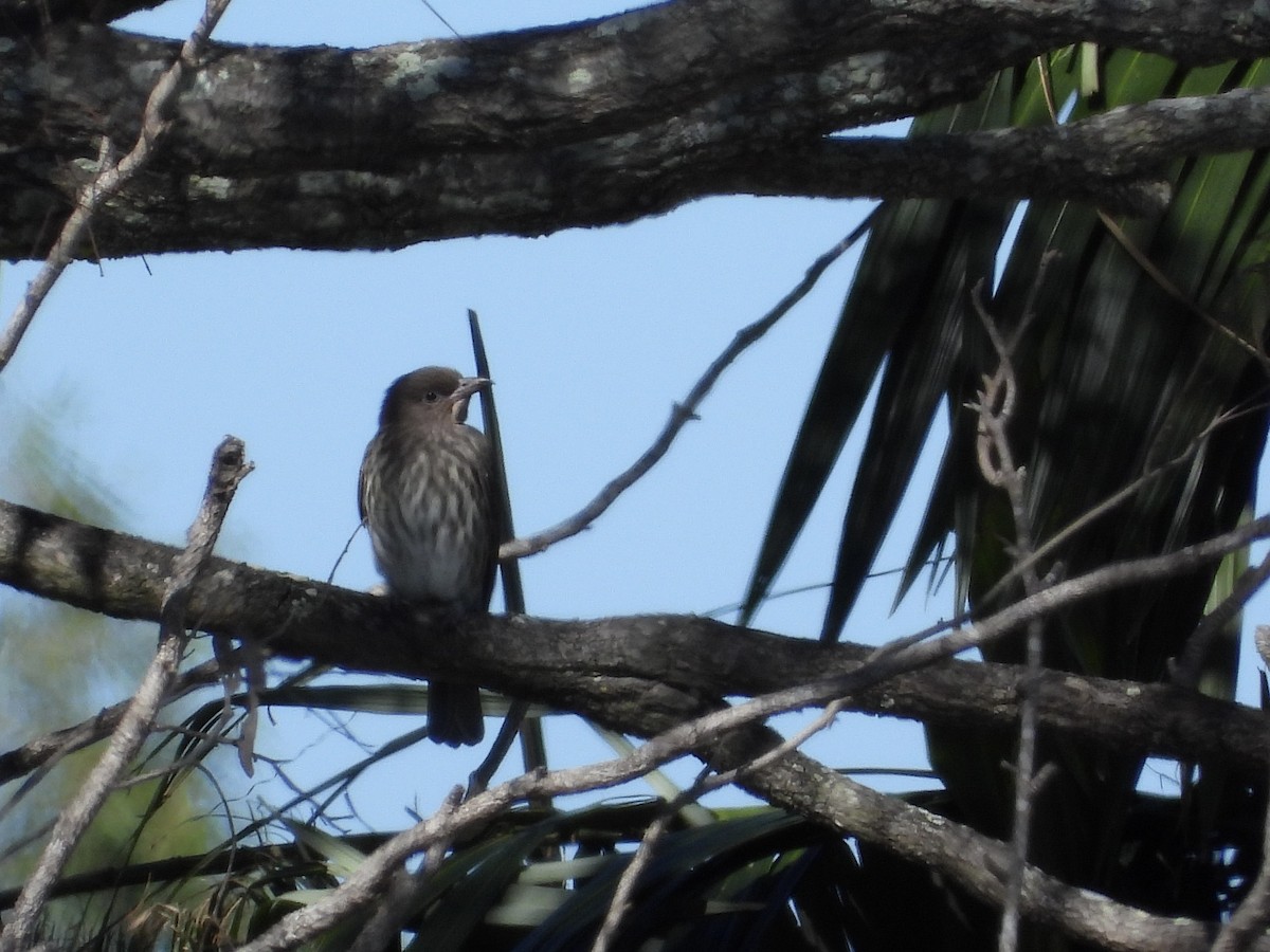 Australasian Figbird - Cherri and Peter Gordon