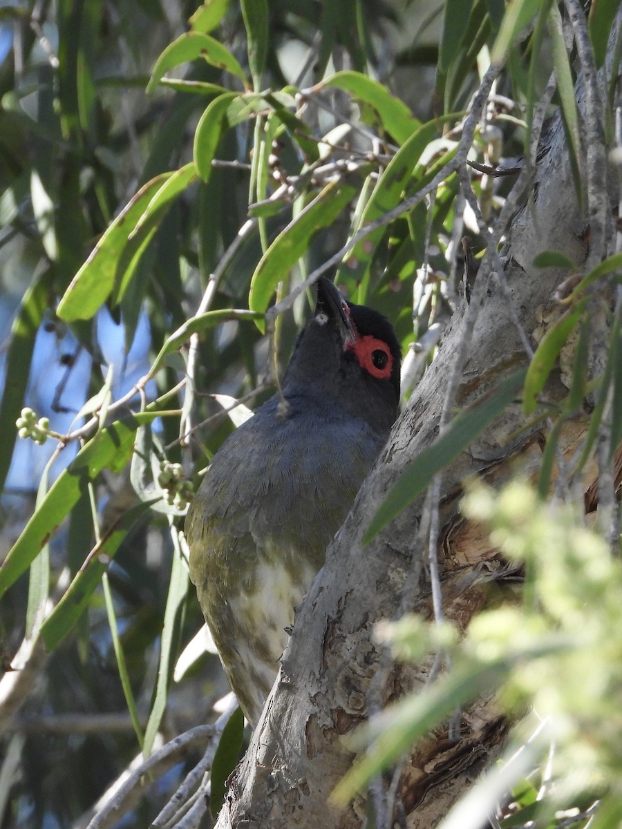 Australasian Figbird - Cherri and Peter Gordon