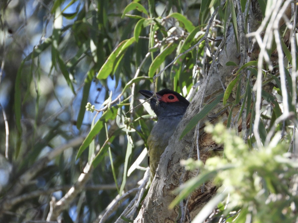 Australasian Figbird - Cherri and Peter Gordon