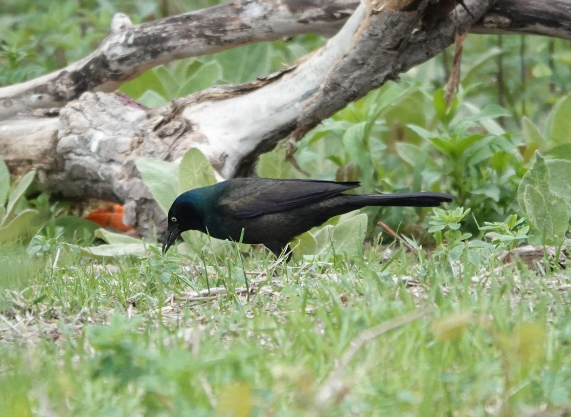 Common Grackle - Zhongyu Wang