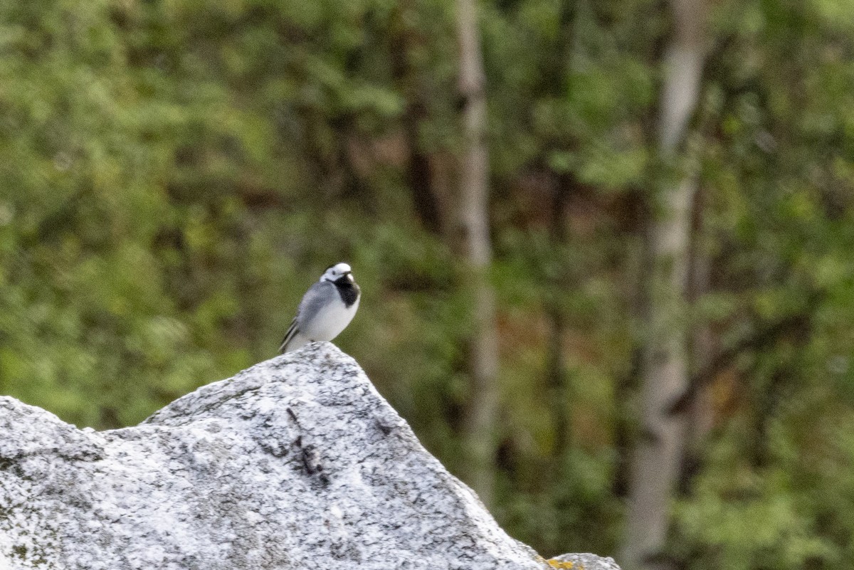 White Wagtail - Carol Holmes