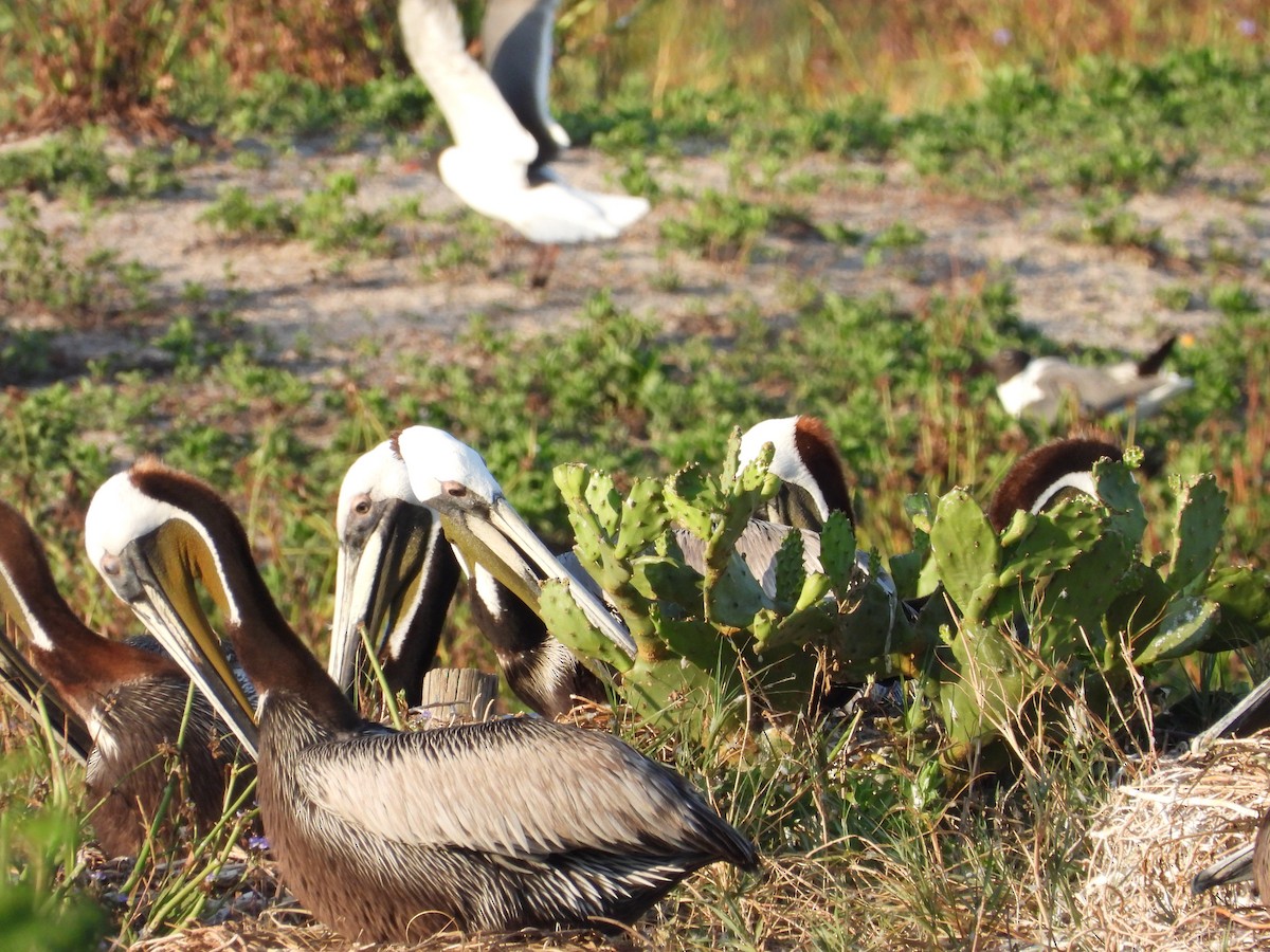 Brown Pelican - Eric Haskell