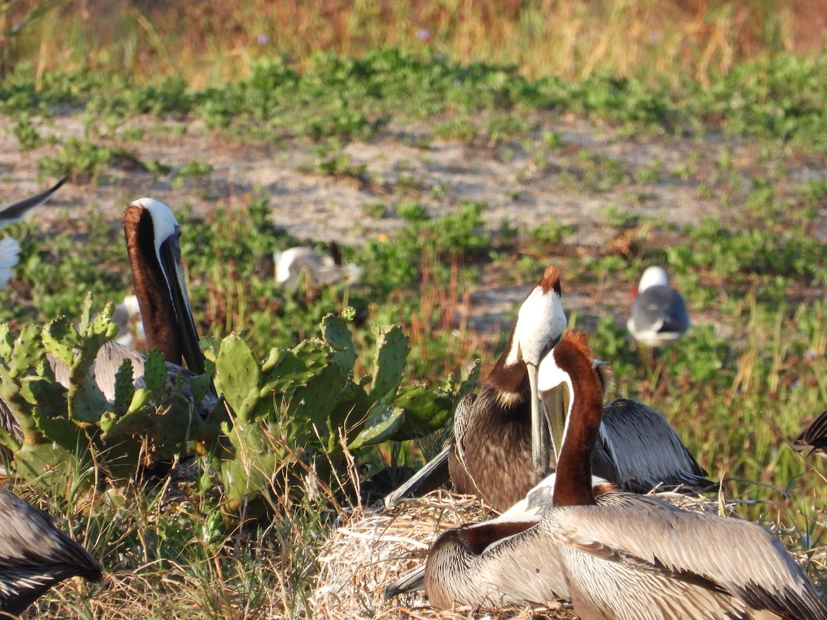 Brown Pelican - ML619561722