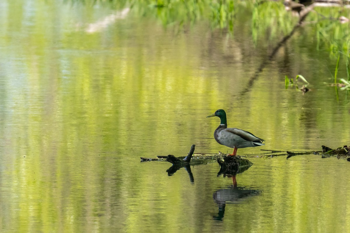 Mallard - Matt Saunders