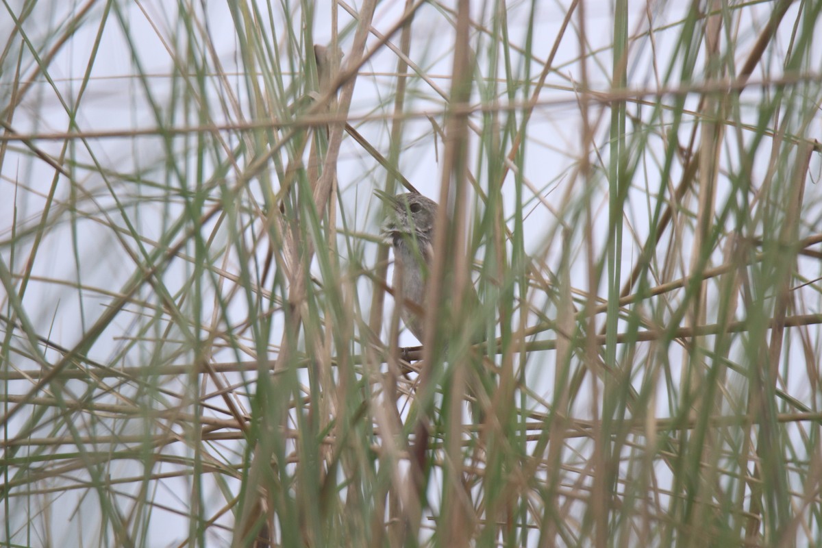 Swamp Grass Babbler - Praveen H N