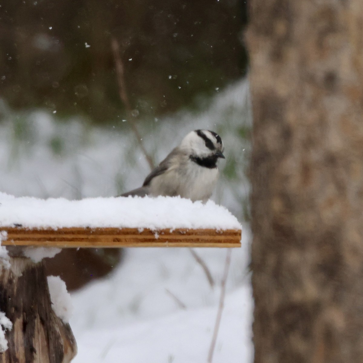 Mountain Chickadee - Cheryl Rosenfeld