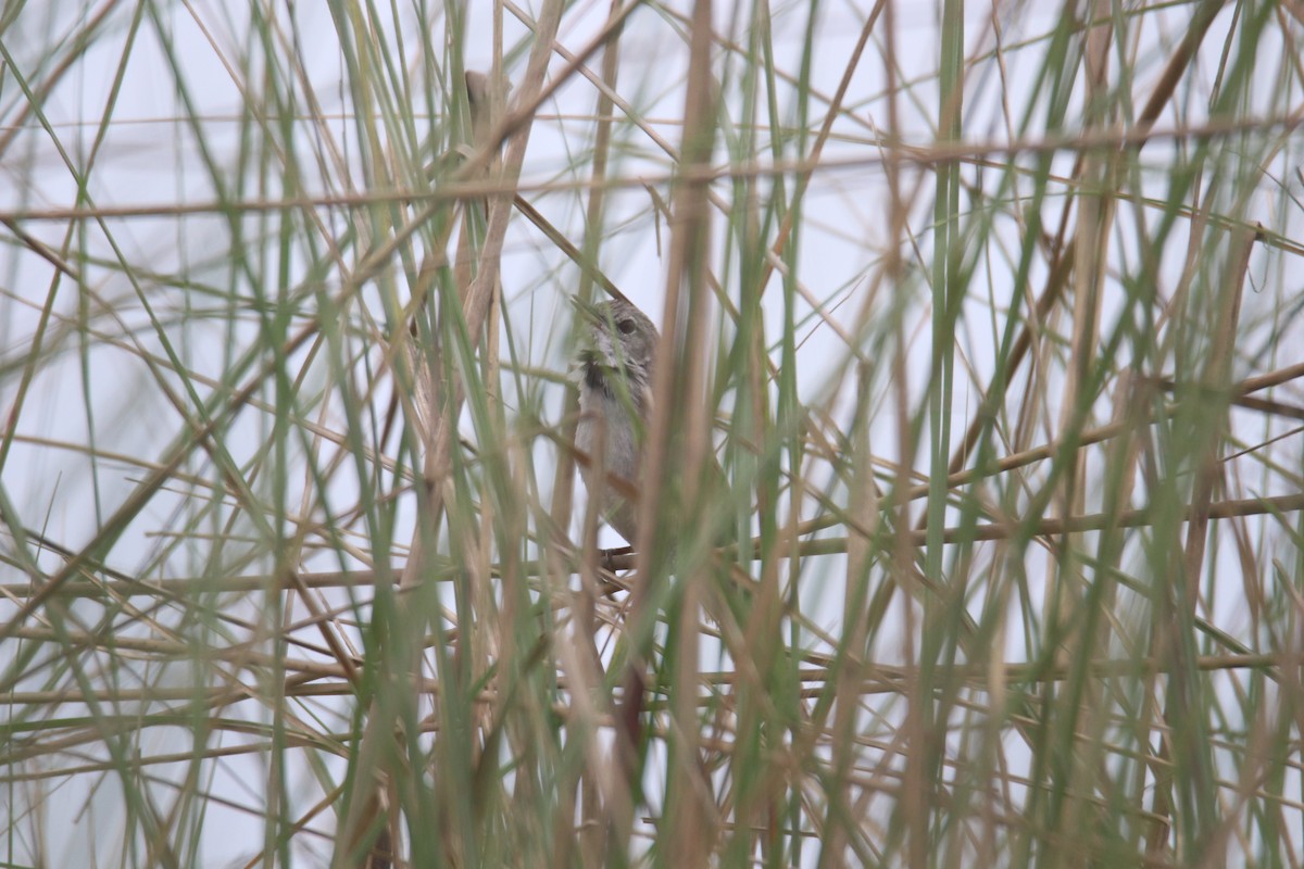 Swamp Grass Babbler - Praveen H N