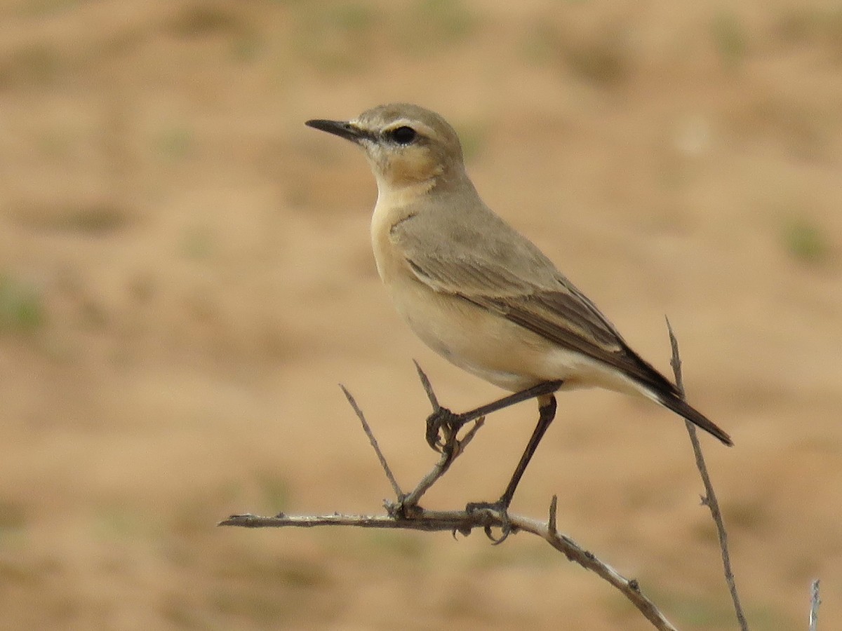 Isabelline Wheatear - Stephen Taylor