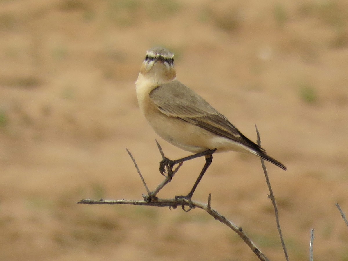 Isabelline Wheatear - Stephen Taylor