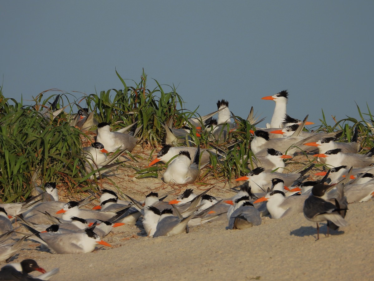 Royal Tern - Eric Haskell