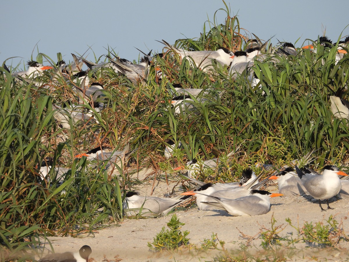 Royal Tern - Eric Haskell