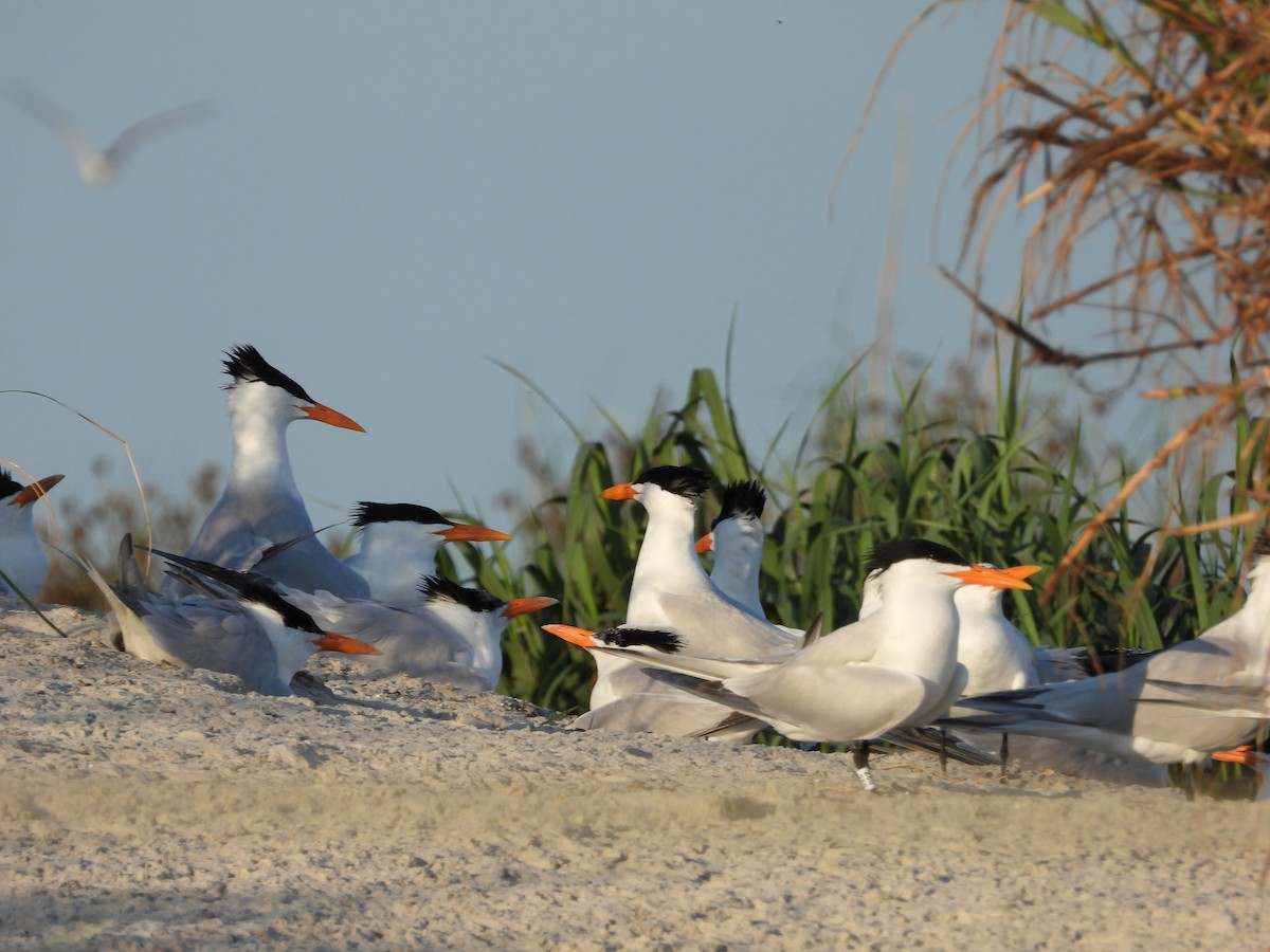 Royal Tern - Eric Haskell