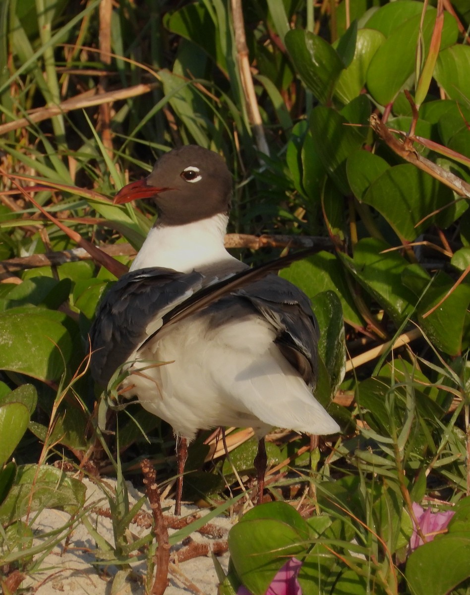 Laughing Gull - Eric Haskell