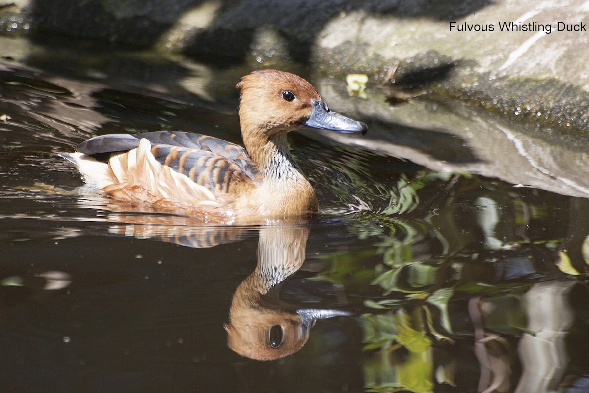 Fulvous Whistling-Duck - Marcel Liebenberg