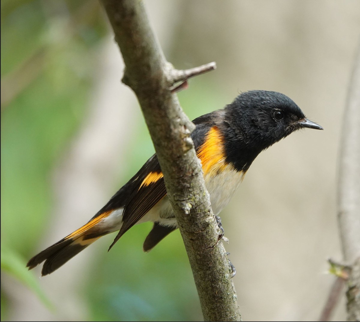 American Redstart - Zhongyu Wang