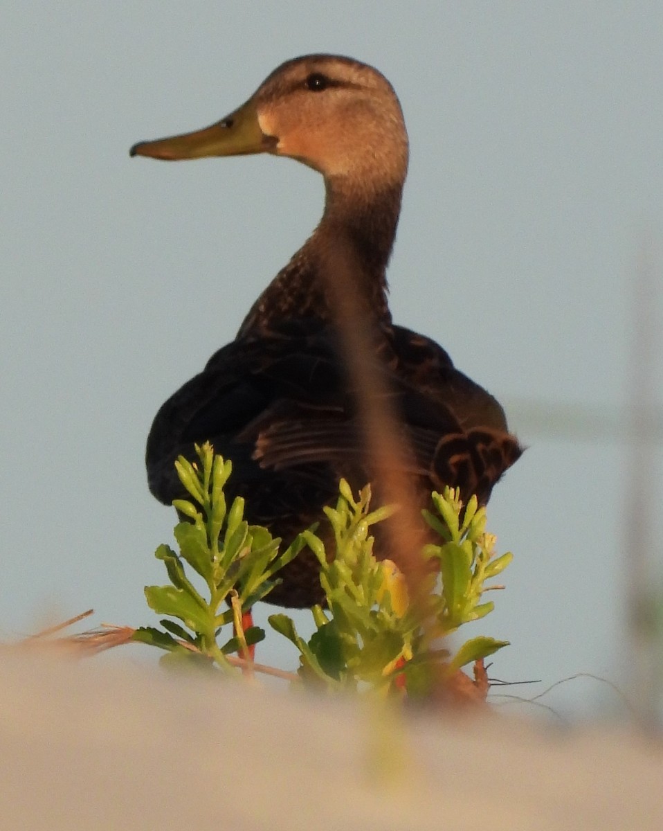 Mottled Duck - Eric Haskell