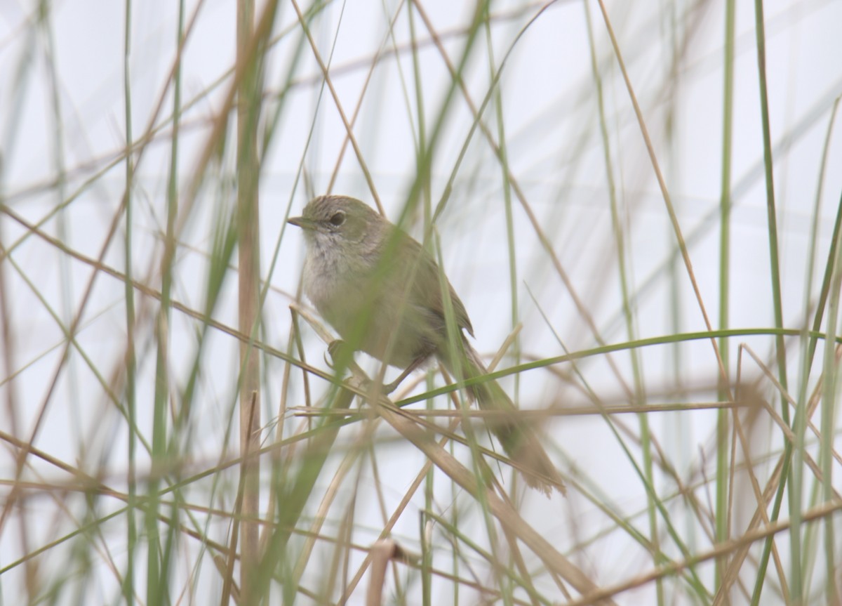 Prinia Palustre - ML619561751