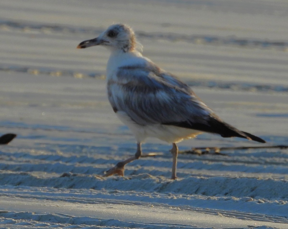 Ring-billed Gull - Eric Haskell