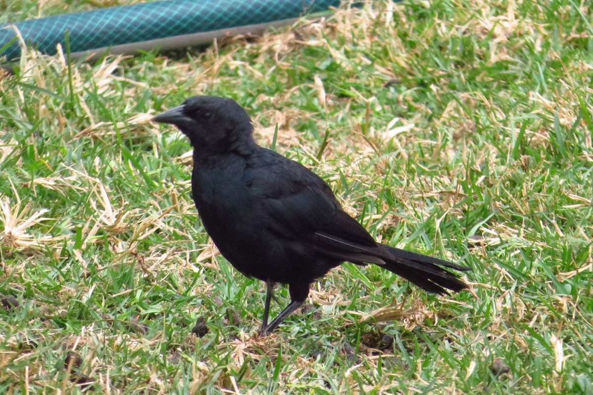 Scrub Blackbird - Gary Prescott