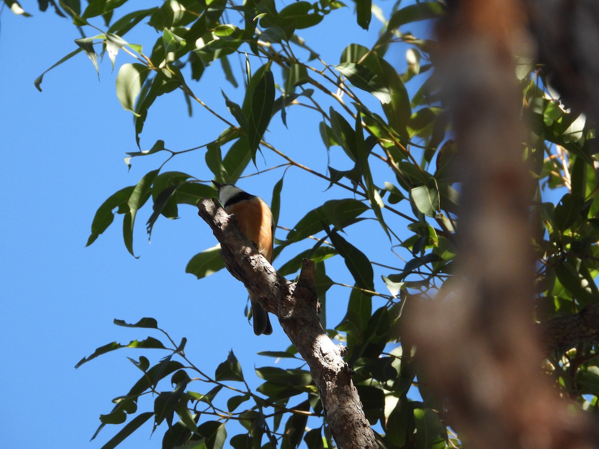 Rufous Whistler - Cherri and Peter Gordon