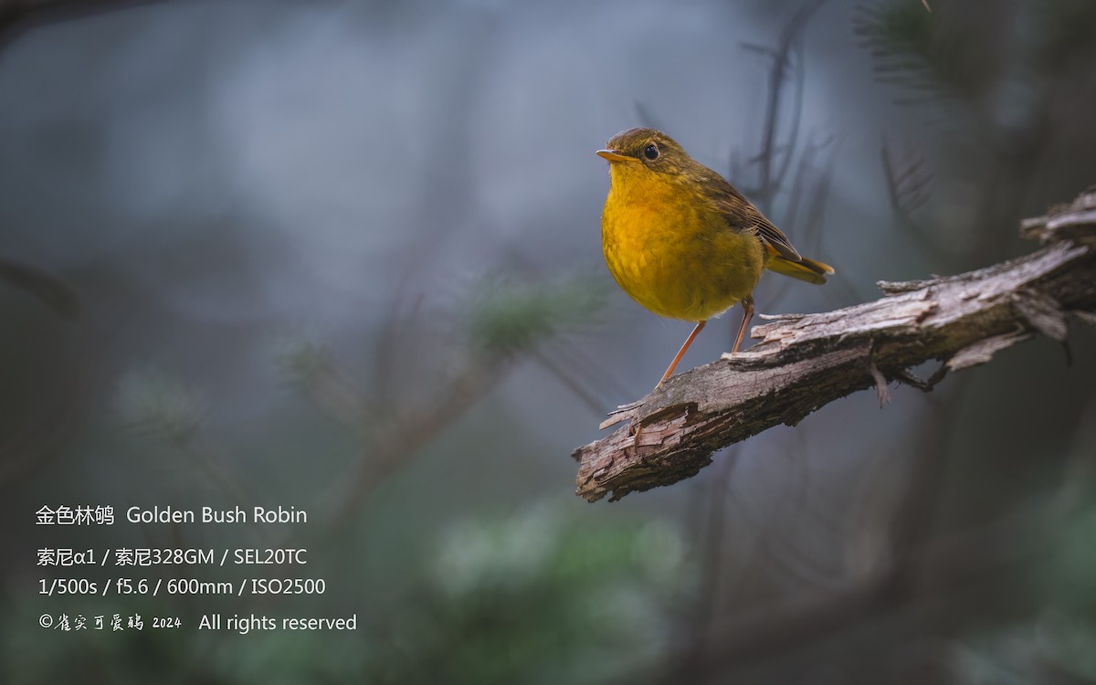 Golden Bush-Robin - 雀实可爱 鸦