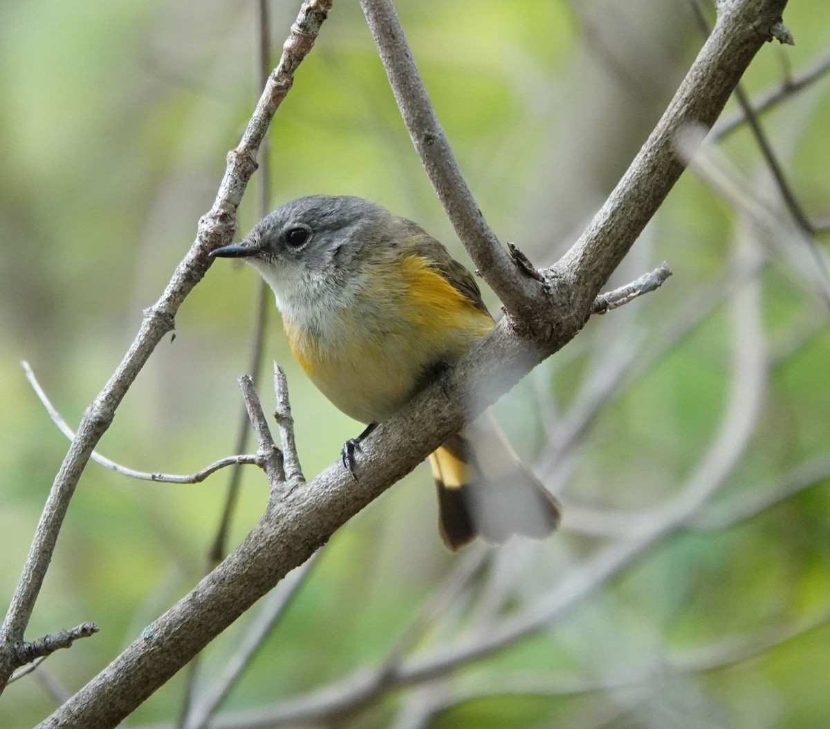 American Redstart - Zhongyu Wang