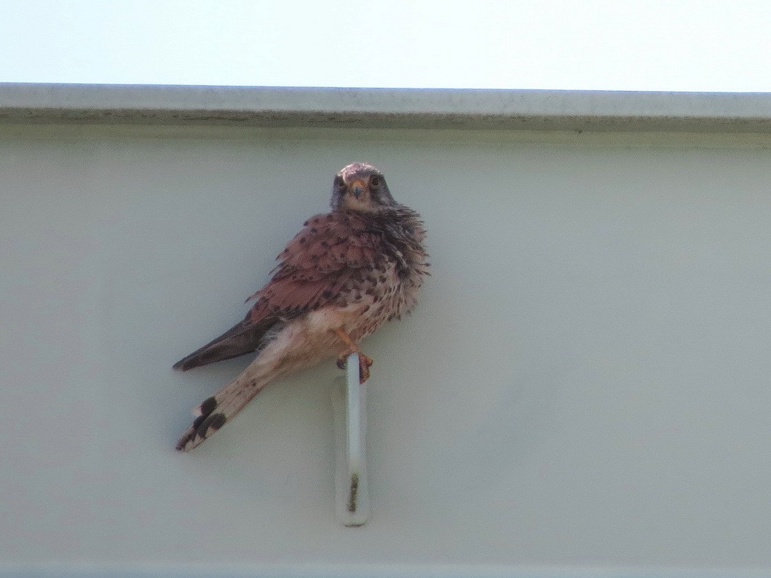 Eurasian Kestrel - HITOSHI IIZUMI