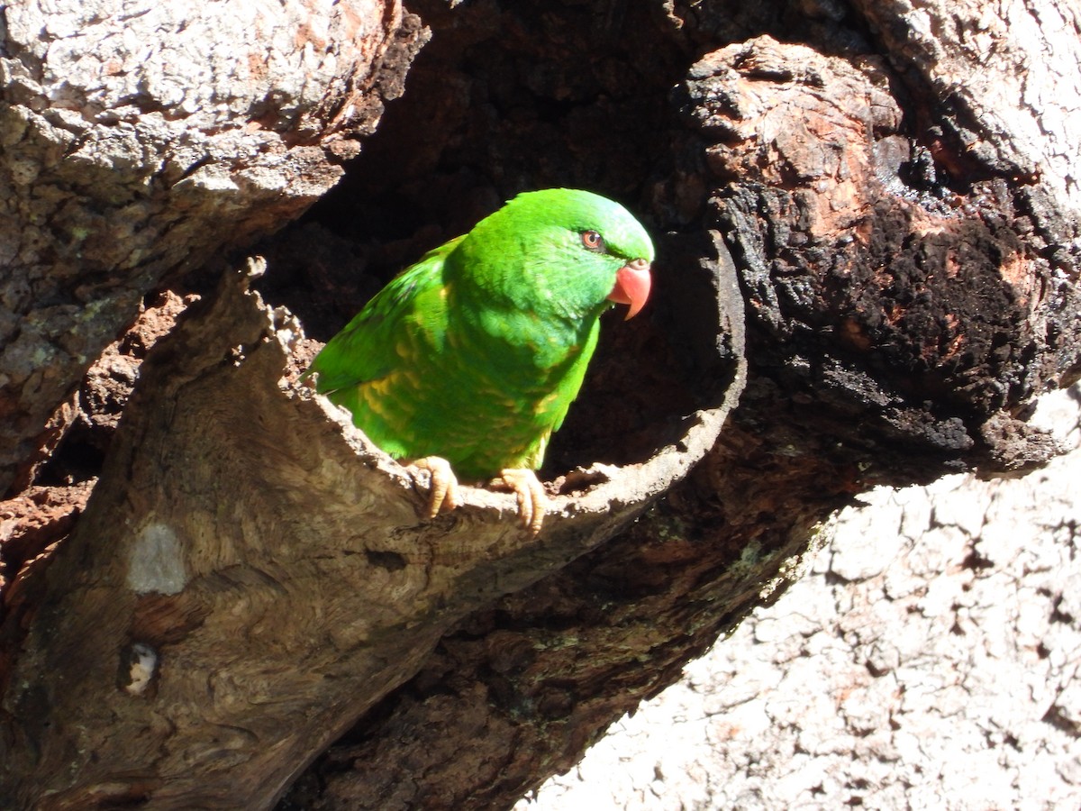 Scaly-breasted Lorikeet - Cherri and Peter Gordon