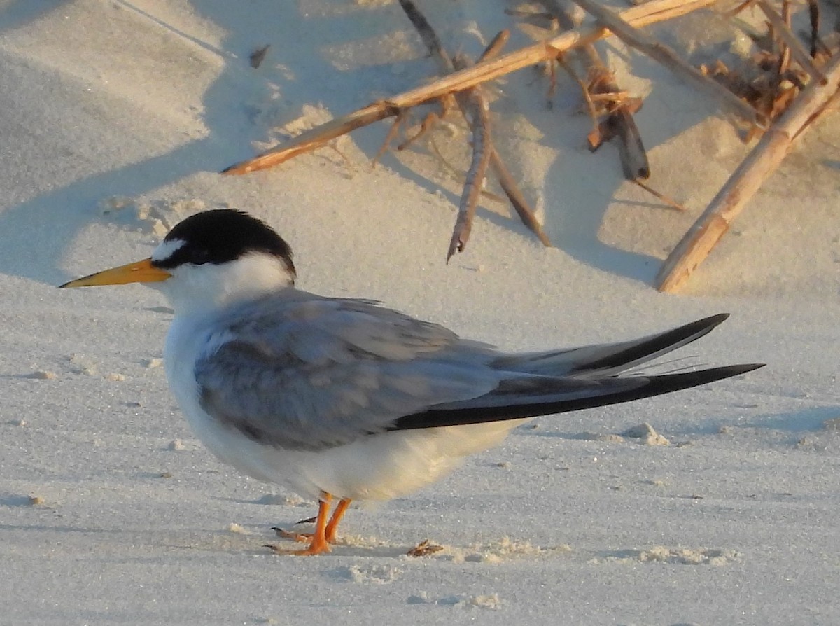 Least Tern - Eric Haskell